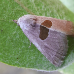 Calymma communimacula