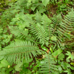 Polystichum woronowii