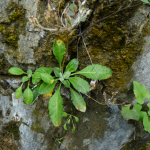 Primula farinifolia