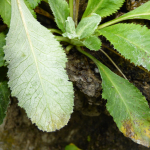 Primula farinifolia