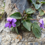 Viola somchetica