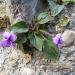 Viola somchetica