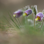 Pulsatilla violacea