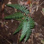 Polystichum woronowii