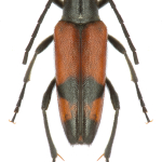 Stenurella bifasciata