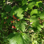 Viburnum opulus