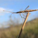 Chorosoma schillingii