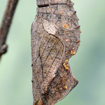 Vanessa atalanta chrysalis