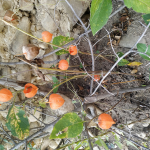 Physalis peruviana