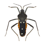 Velia affinis