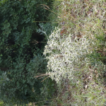 Eryngium campestre