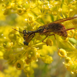 Mantispa perla