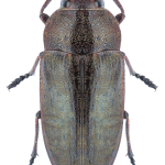 Capnodis tenebricosa