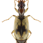 Cymindis andreae