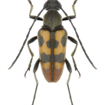 Pachytodes erraticus