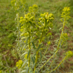 Euphorbia seguieriana