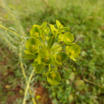 Euphorbia seguieriana