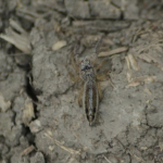 Mendoza canestrinii