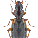 Cymindis intermedia