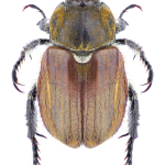 Brancoplia leucaspis