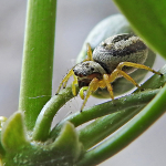 Heliophanus melinus