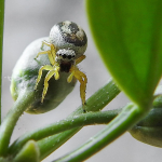 Heliophanus melinus