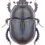 Geotrupes olgae