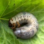 Oryctes Nasicornis, Larvae