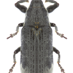 Lixus furcatus