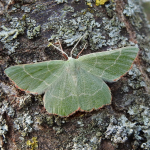 Thalera fimbrialis