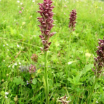 Orchis coriophora