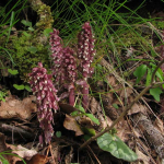 Orobanche sp