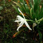 Pancratium maritimum