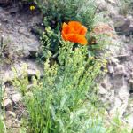 Papaver orientale