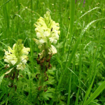 Pedicularis crassirostris 