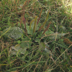 Plantago sp