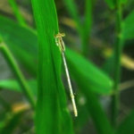 Platycnemis  dealbata