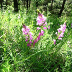 Polygala transcaucasica