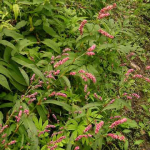 Polygonum carneum 