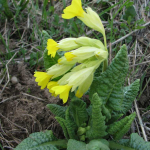 Primula macrocalyx 