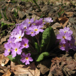 Primula woronowii 