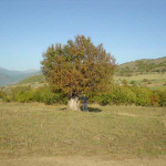 Pyrus caucasica