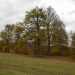 Quercus macranthera