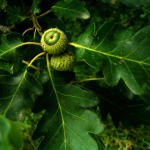 Quercus petraea