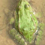 Pelophylax ridibundus