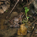 Rana macrocnemis