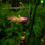 Pulsatilla violacea 