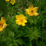 Trollius sp