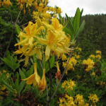 Rhododendron luteum 