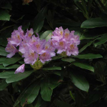 Rhododendron ponticum